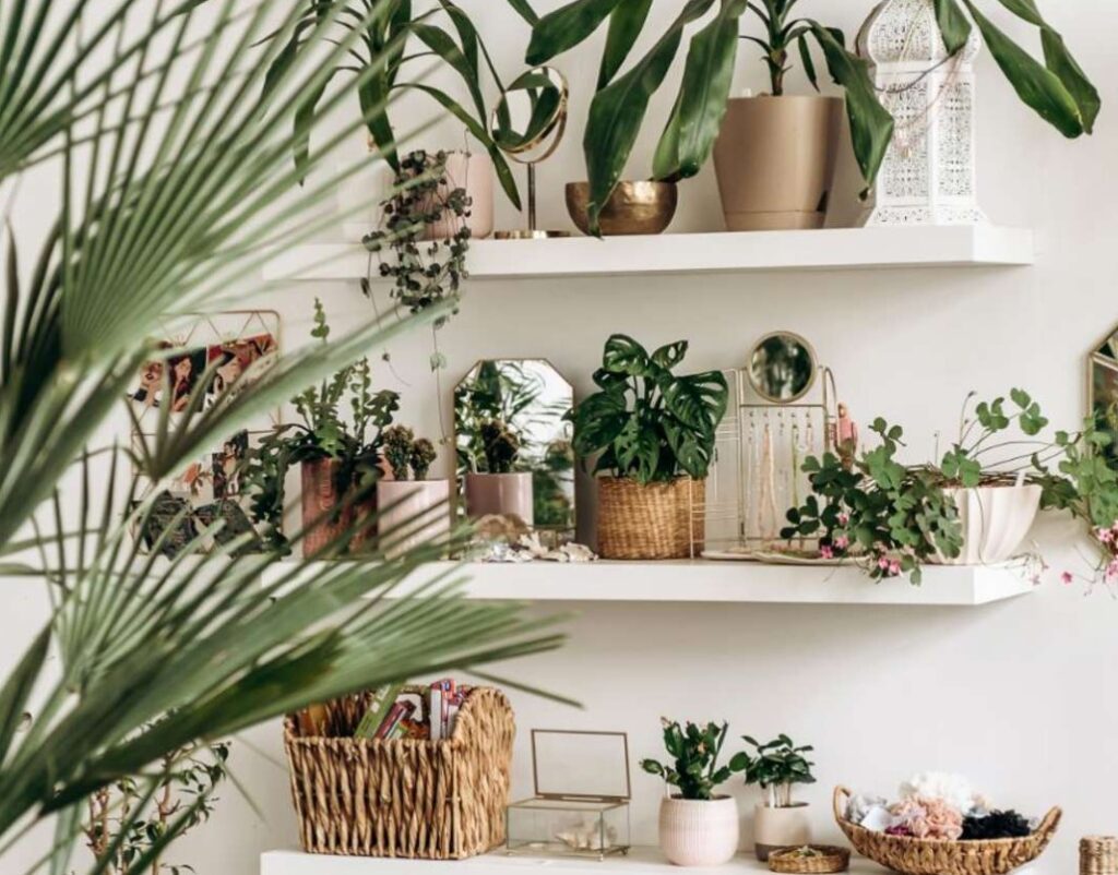 Plantas de Interior